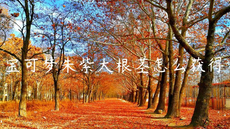 宝可梦朱紫大根茎怎么获得